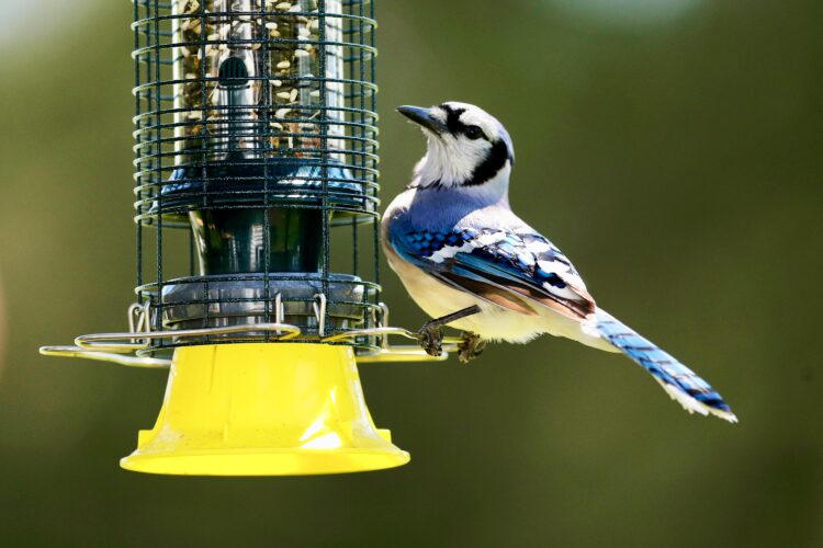 As the garden winds down, it’s time to care for winter-prepping birds